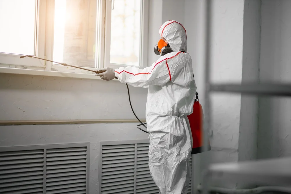 Professional mold remediation services in Bangs, TX
